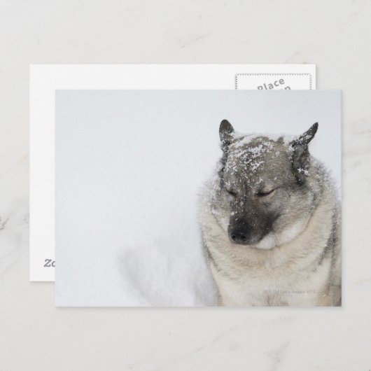 Norwegisch-Elkhound Postkarte (Vorne/Hinten)