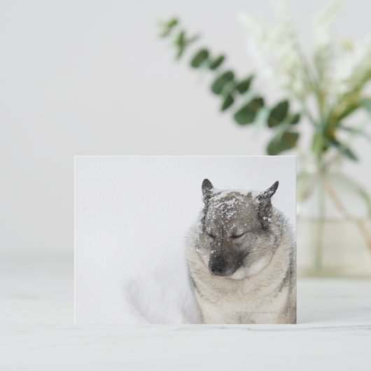 Norwegisch-Elkhound Postkarte (Stehend Vorderseite)