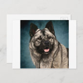 Norwegisch-Elkhound Postkarte (Vorne/Hinten)