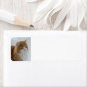 Norwegisch_Forest_Cat (Insitu)