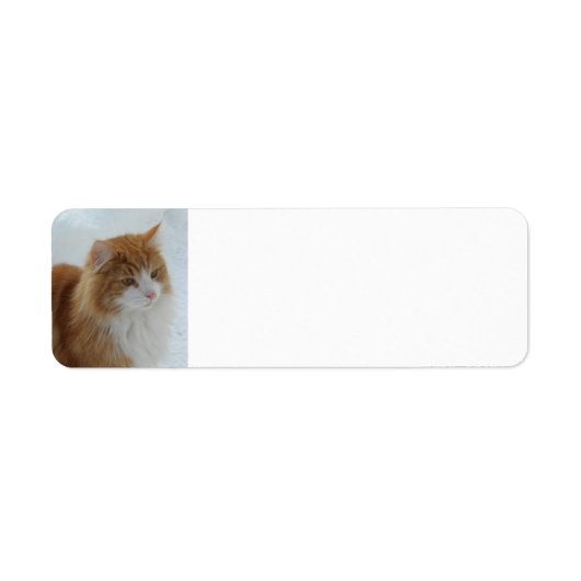Norwegisch_Forest_Cat (Vorne)