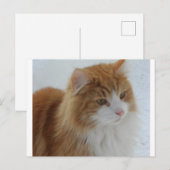 Norwegisch_Forest_Cat Feiertagspostkarte (Vorne/Hinten)