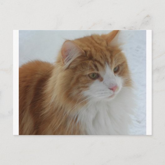 Norwegisch_Forest_Cat Feiertagspostkarte (Vorderseite)