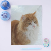 Norwegisch_Forest_Cat Flyer (Einzeln)