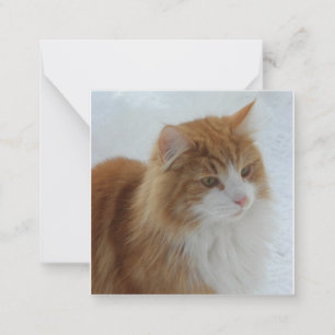 Norwegisch_Forest_Cat Mitteilungskarte