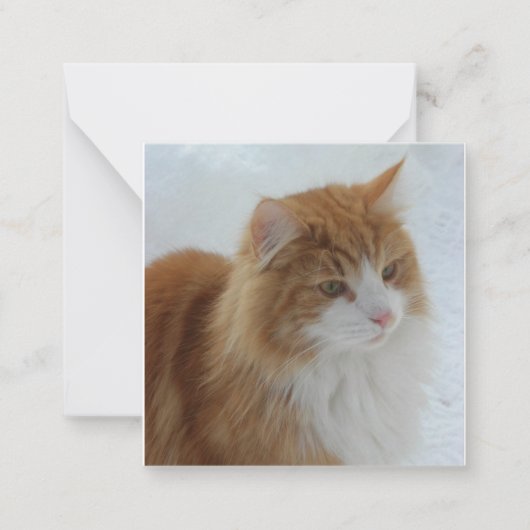 Norwegisch_Forest_Cat Mitteilungskarte (Vorderseite)