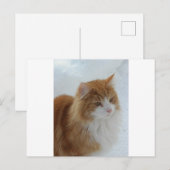 Norwegisch_Forest_Cat Postkarte (Vorne/Hinten)