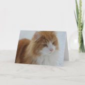 Norwegisch_Forest_Cat Programm (Vorderseite)
