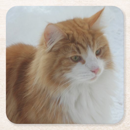 Norwegisch_Forest_Cat Rechteckiger Pappuntersetzer (Vorderseite)
