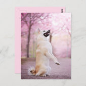 Norwegische Buhund- und Kirschblüten Postkarte (Vorne/Hinten)