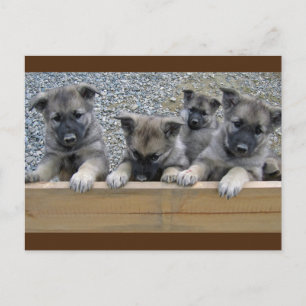 Norwegische Elkhound-Welpen Postkarte