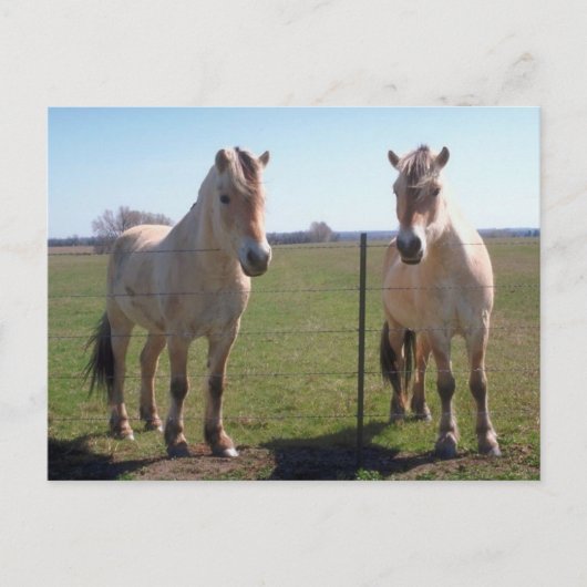 Norwegische Fjorde Postkarte (Vorderseite)