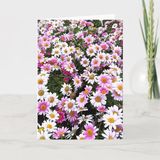 Norwegische Pink Daisies Grußkarte Einladung (Vorderseite)