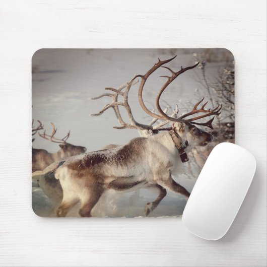 Norwegische Rentiere, Mauspad (Mit Mouse)
