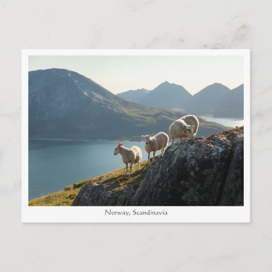 Norwegische Schafe Postkarte (Vorderseite)