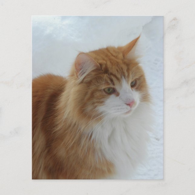 Norwegische_Waldkatze (Vorderseite)