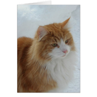 Norwegische Waldkatze