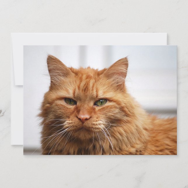 Norwegische Waldkatze (Vorderseite)