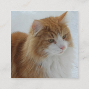 Norwegische_Waldkatze Begleitkarte