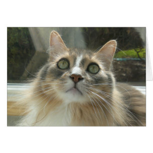 Norwegische Waldkatze grau-weiß