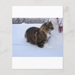 Norwegische Waldkatze im Schnee