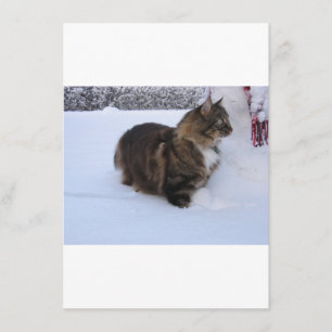 Norwegische Waldkatze im Schnee Menükarte