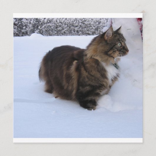 Norwegische Waldkatze im Schnee Programm (Vorderseite)