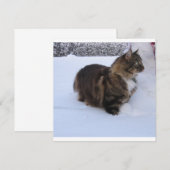 Norwegische Waldkatze im Schnee Programm (Vorne/Hinten)