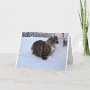 Norwegische Waldkatze im Schnee Programm