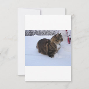 Norwegische Waldkatze im Schnee Save The Date