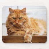 Norwegische Waldkatze, König der Katzen Mousepad (Vorne)