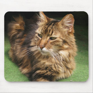Norwegische Waldkatze Mousepad