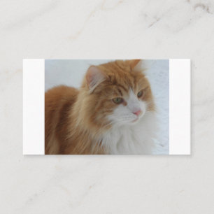 Norwegische_Waldkatze Platzkarte