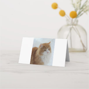 Norwegische_Waldkatze Platzkarte