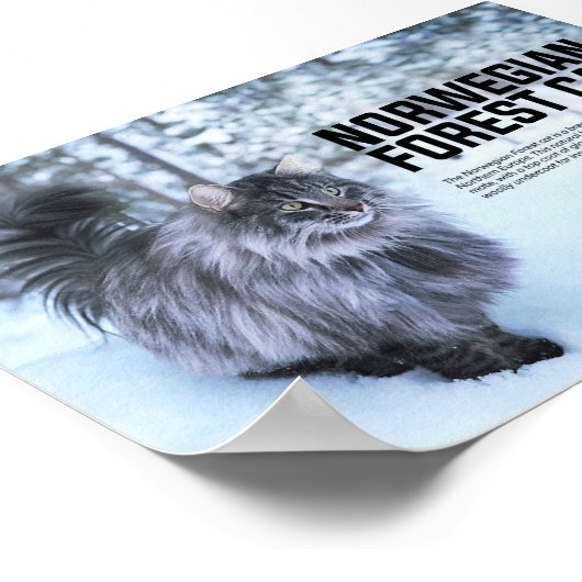 Norwegische Waldkatze Poster (Ecke)