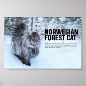 Norwegische Waldkatze Poster (Vorne)