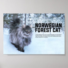 Norwegische Waldkatze Poster