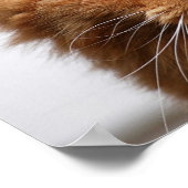 Norwegische Waldkatze Poster (Ecke)