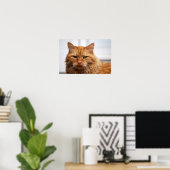 Norwegische Waldkatze Poster (Heimbüro)
