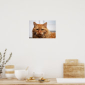 Norwegische Waldkatze Poster (Küche)