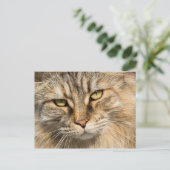 Norwegische Waldkatze Postkarte (Stehend Vorderseite)