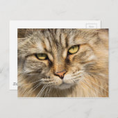 Norwegische Waldkatze Postkarte (Vorne/Hinten)