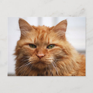 Norwegische Waldkatze Postkarte