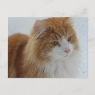 Norwegische_Waldkatze Postkarte