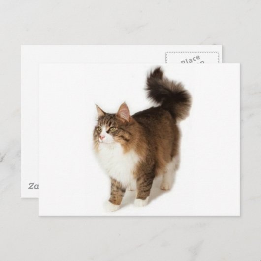 Norwegische Waldkatze Postkarte (Vorne/Hinten)