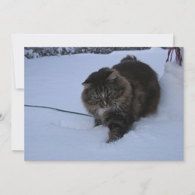 Norwegische Waldkatze - Tabby im Schnee (Vorderseite)