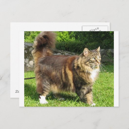 Norwegische Waldkatze voll.png Postkarte (Vorne/Hinten)