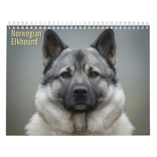 Norwegischer Elchhund 2027 Wandkalender (Titelbild)