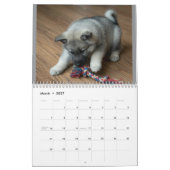 Norwegischer Elchhund 2027 Wandkalender (Mär 2027)