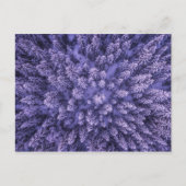 Norwegischer Schneewald Postkarte (Vorderseite)